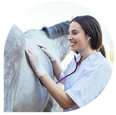 Vétérinaire équin - service de consultation radiologie chirurgie léonis
