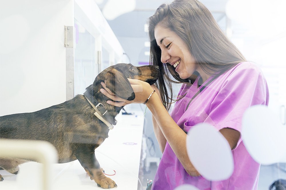 Clinique vétérinaire Leonis - nac - chien - chat - chevaux soins