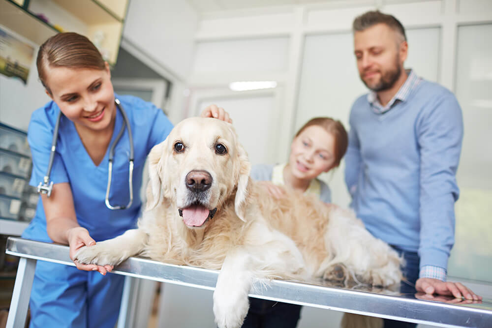 Clinique vétérinaire pour chien - Léonis