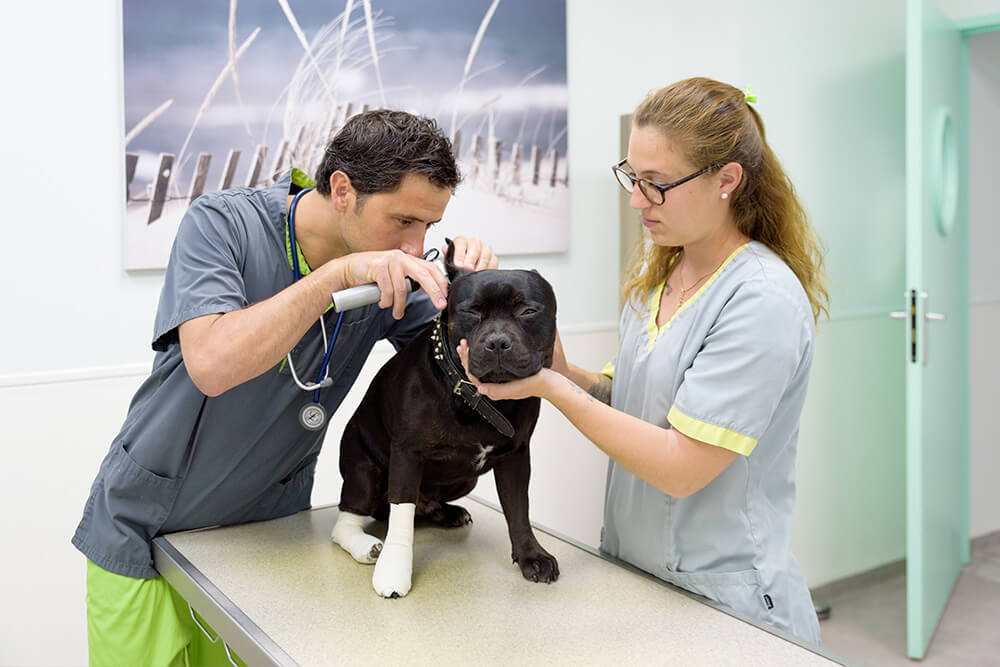 Clinique vétérinaire pour chien- Léonis