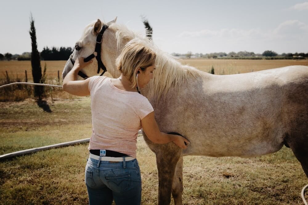 Clinique Léonis domaine d'intervention cheval